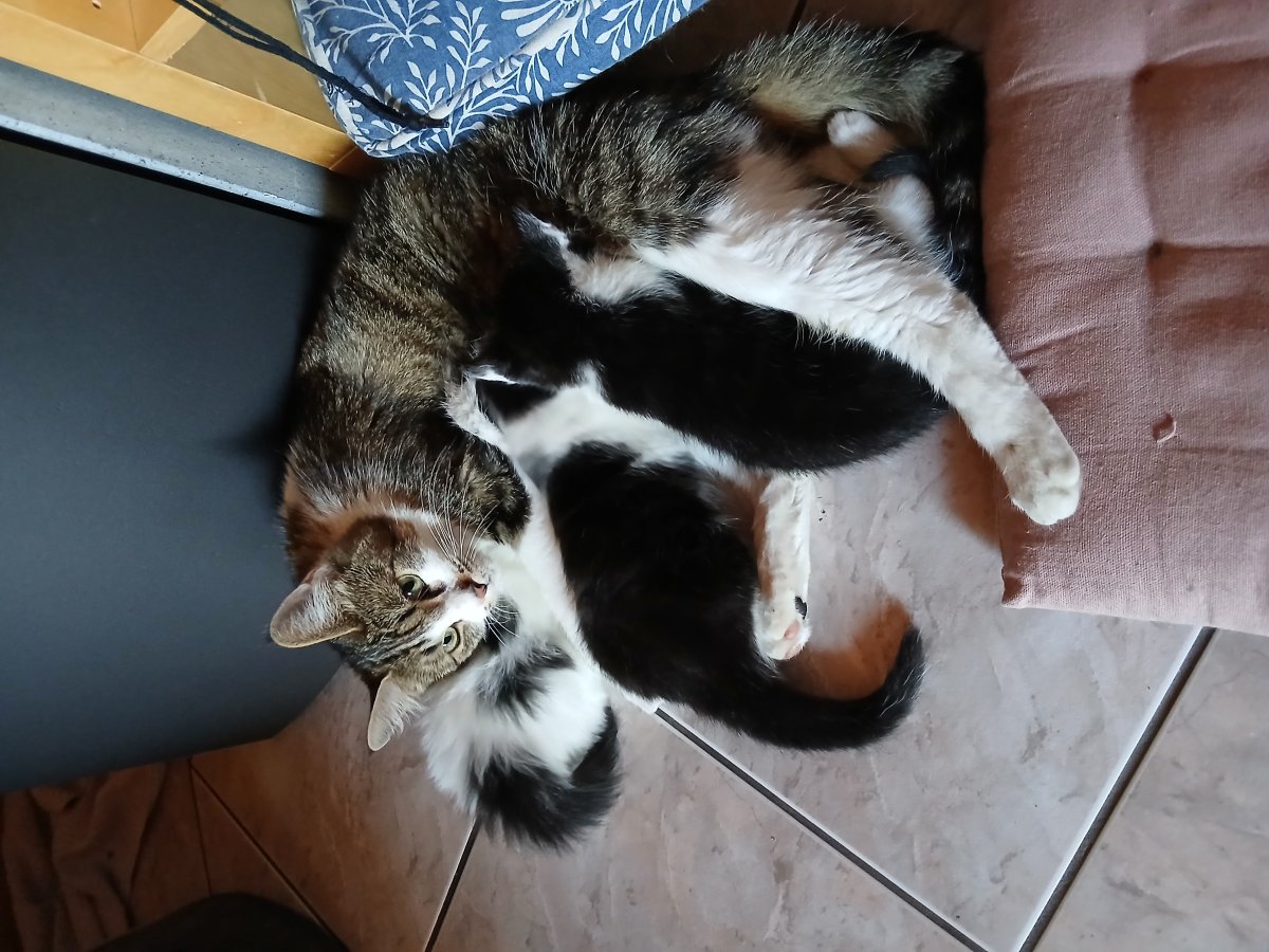Les petits à 1 mois et 3 jours