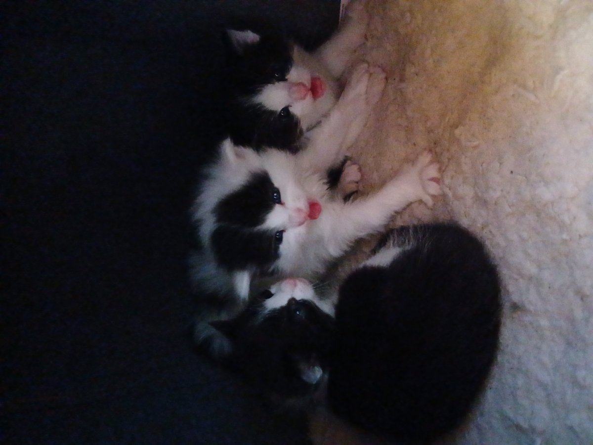 Les petits à 4 jours